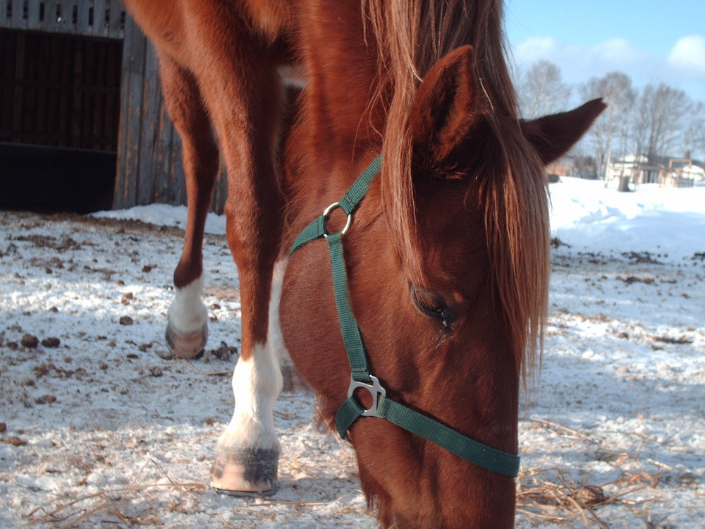 Holly, Quarter Horse