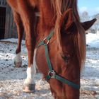 Holly, Quarter Horse