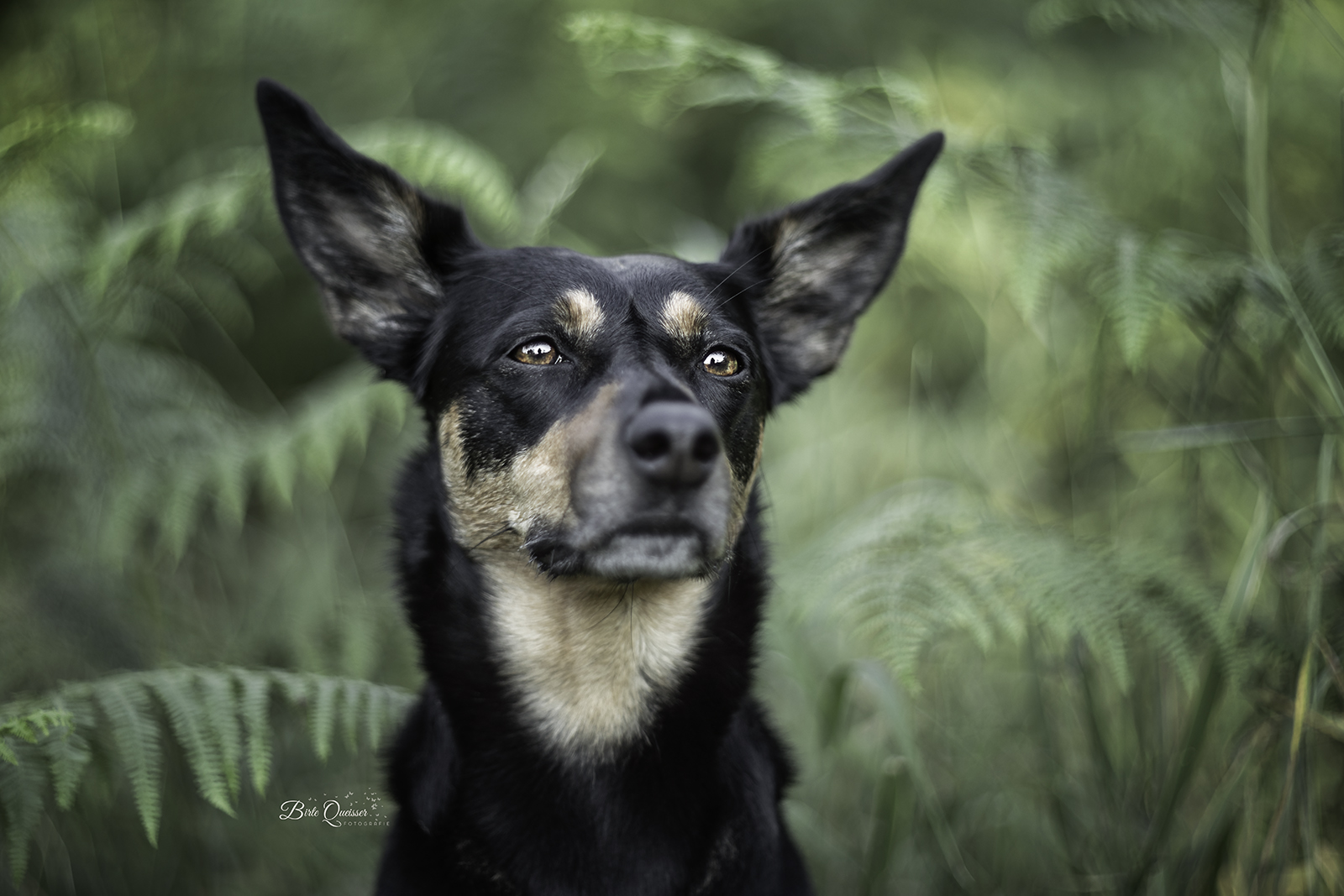 Holly the kelpie