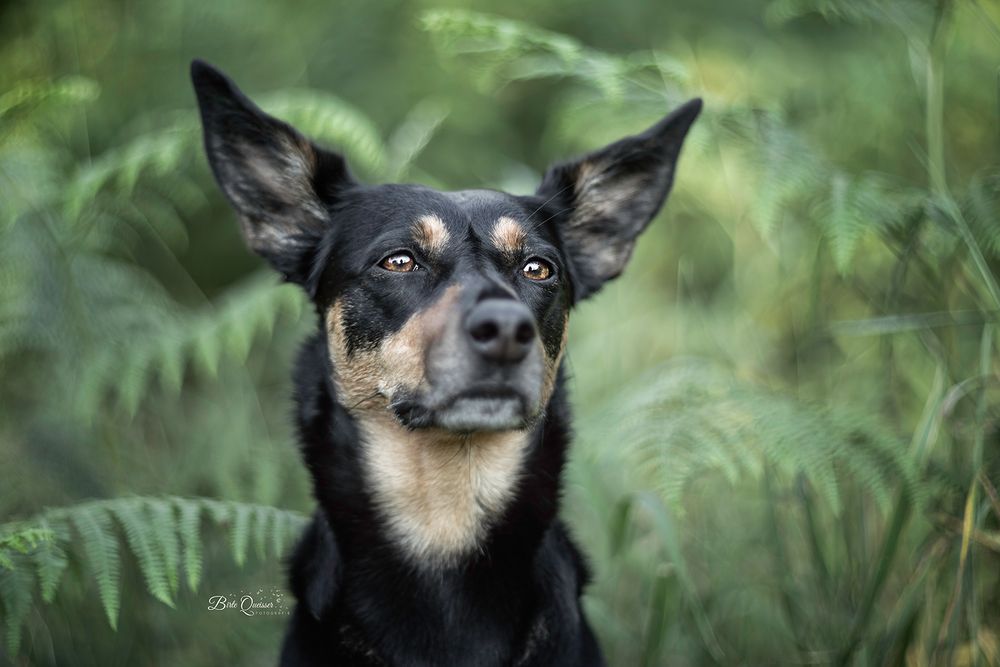 Holly the kelpie