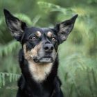 Holly the kelpie