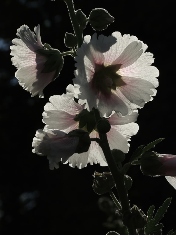 Hollyhock