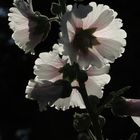 Hollyhock