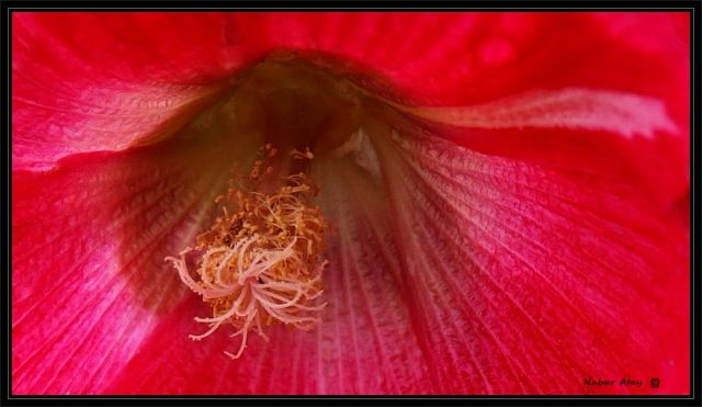 Hollyhock detail