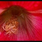 Hollyhock detail