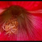 Hollyhock detail