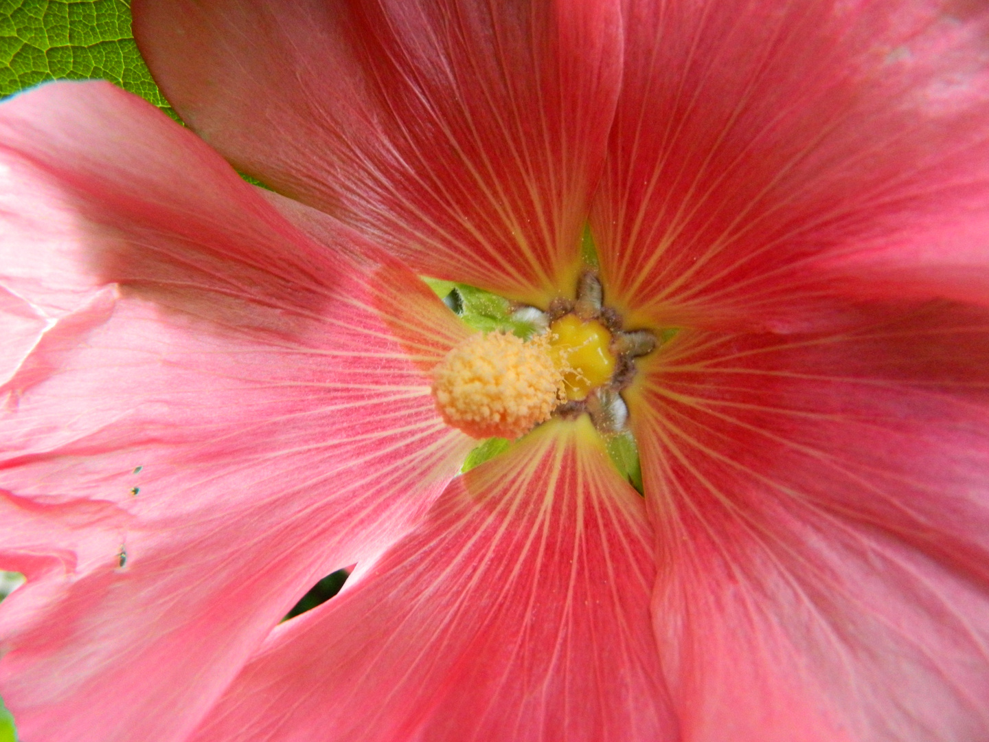 hollyhock