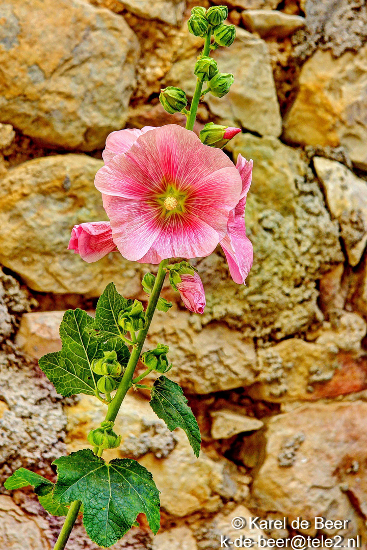 Hollyhock (Stokroos)