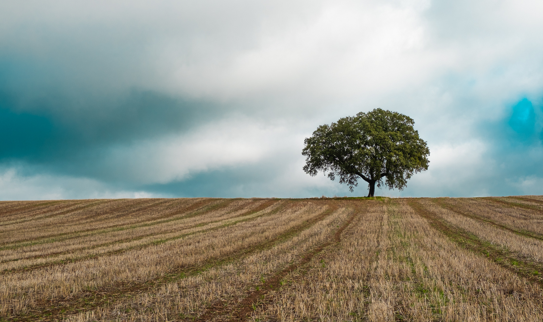  Holm oak in wheat field