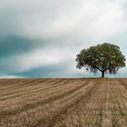  Holm oak in wheat field