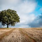  Holm oak in wheat field