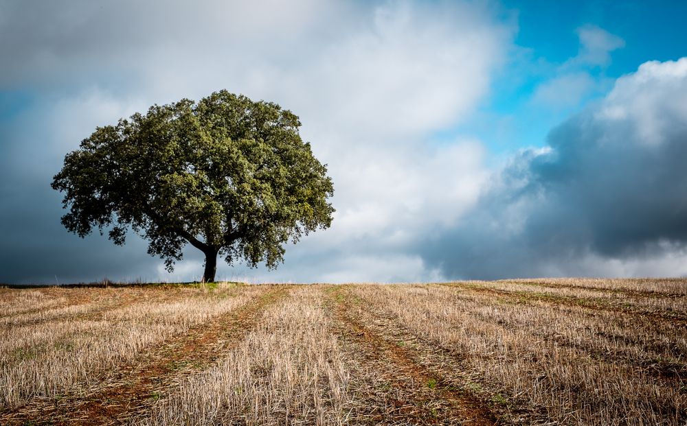  Holm oak in wheat field