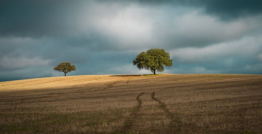  Holm oak in wheat field