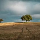  Holm oak in wheat field