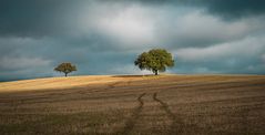  Holm oak in wheat field