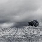  Holm oak in wheat field