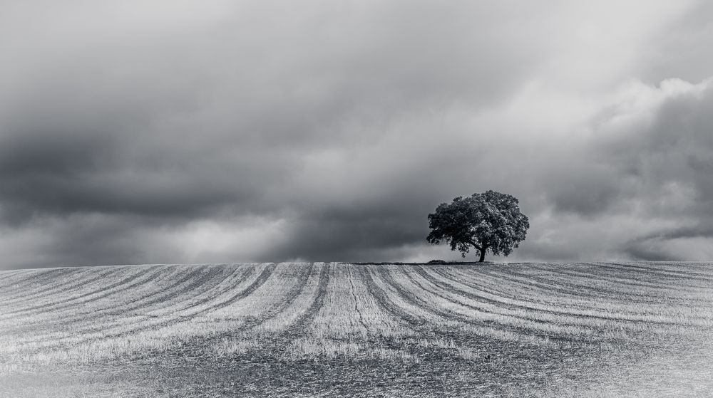  Holm oak in wheat field