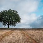  Holm oak in wheat field