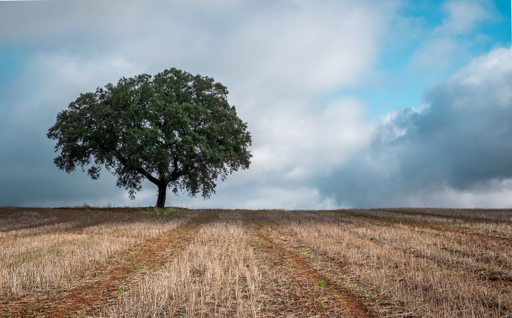  Holm oak in wheat field