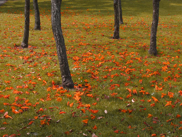 Holmby Rust Leaves or 3 Men On Stilts