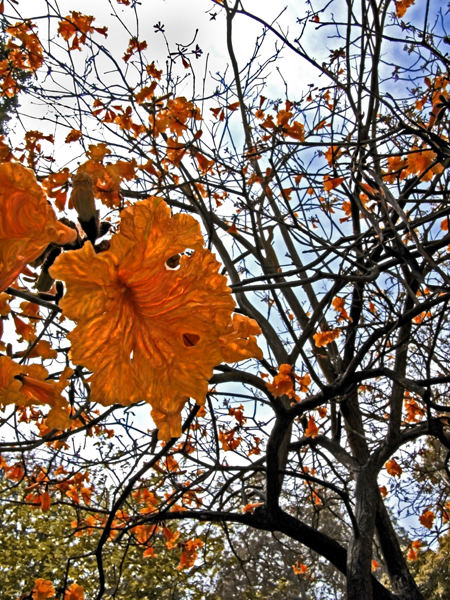 Holmby Rust Tree