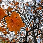 Holmby Rust Tree