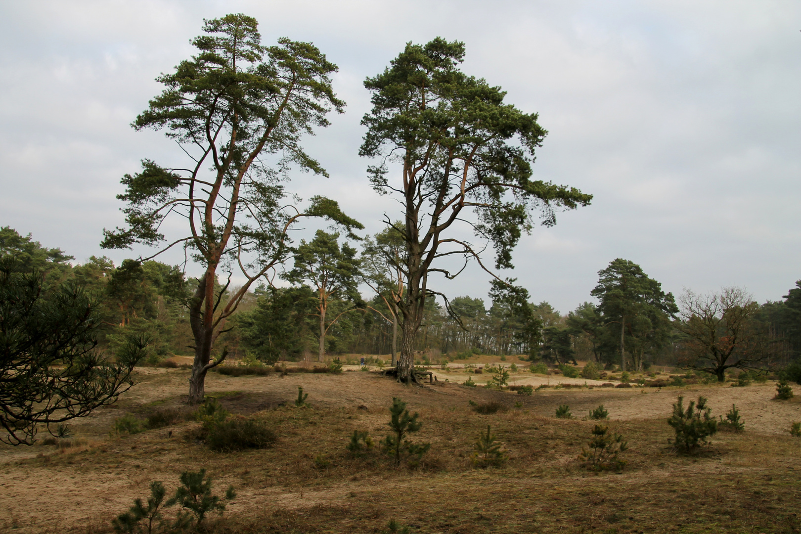 Holmer Sandberge