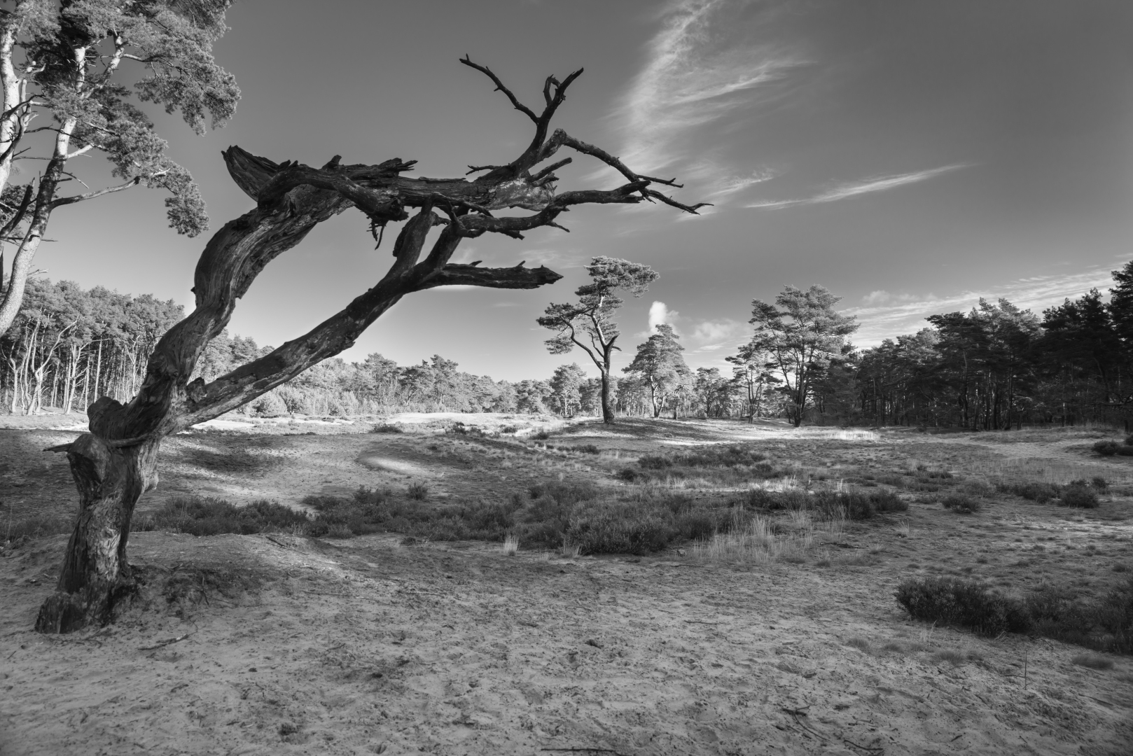 Holmer Sandberge B&W II