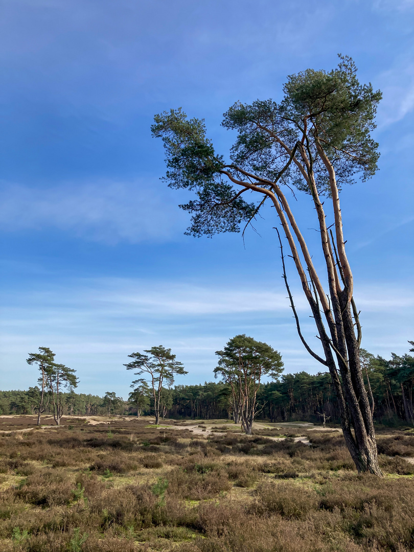 Holmer Sandberge 