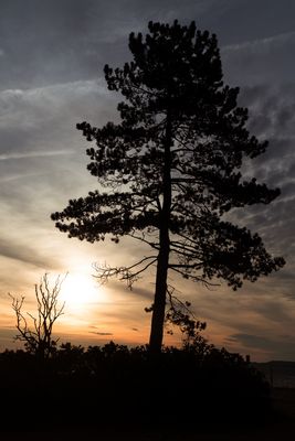 Holnis Strand (XXVII)