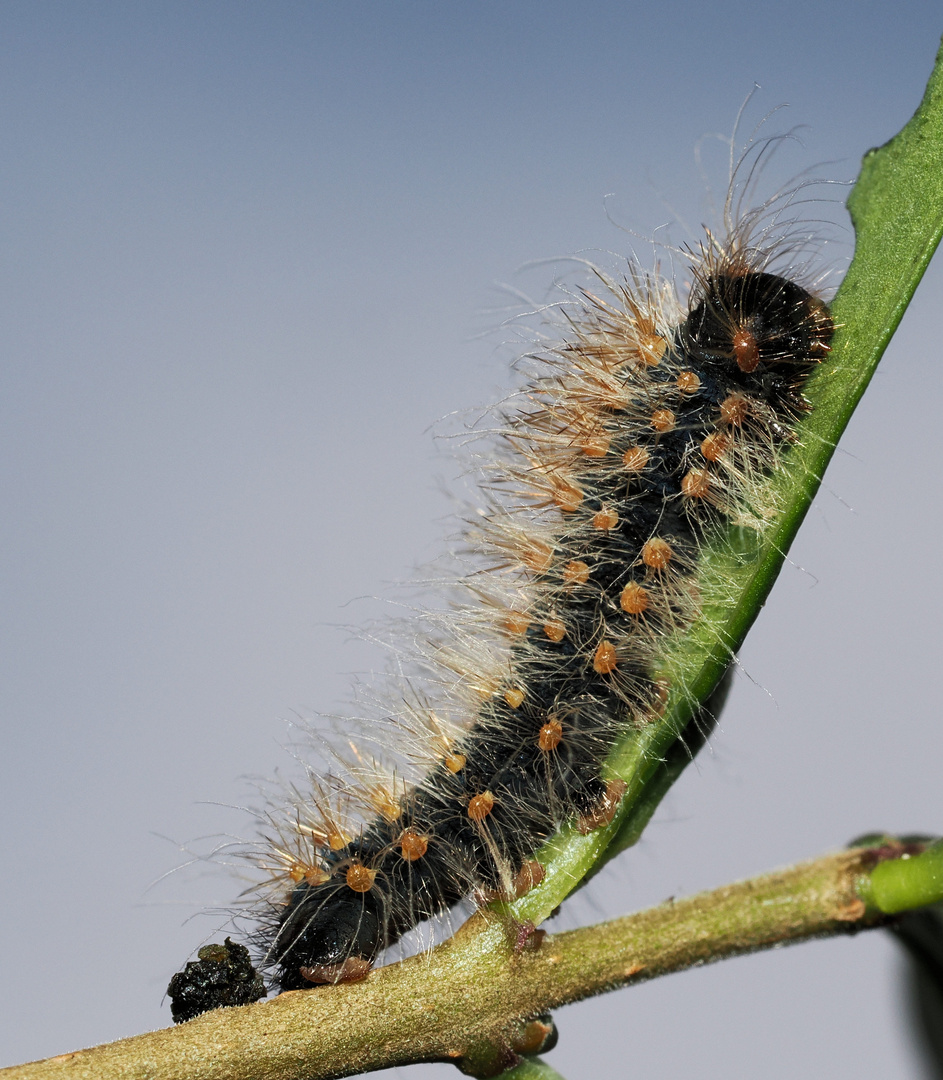 Holocerina guineensis