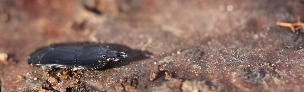 Hololepta plana - Abgeplatteter Stutzkäfer