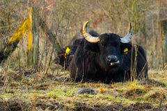 Holstein-Büffel
