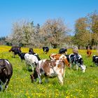 Holstein und Simmentaler Fleckvieh auf der Frühlingswiese 