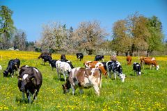 Holstein und Simmentaler Fleckvieh auf der Frühlingswiese 