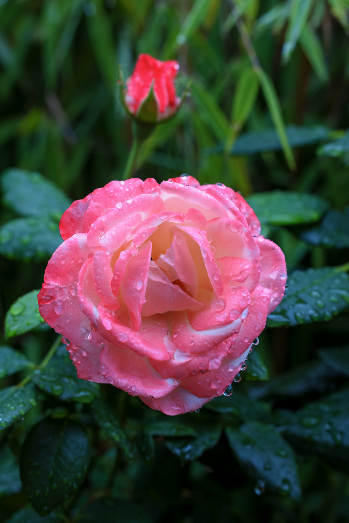 Holsteiner Rose