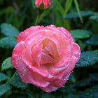 Holsteiner Rose