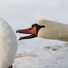 "Holt mal einen Maulkorb für den Höckerschwaaaan"