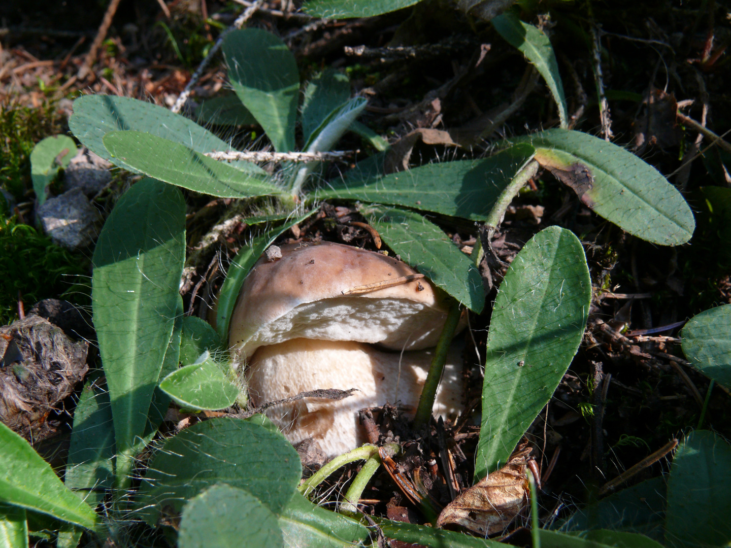 Holt mich hier raus - ich bin ein Pilz!