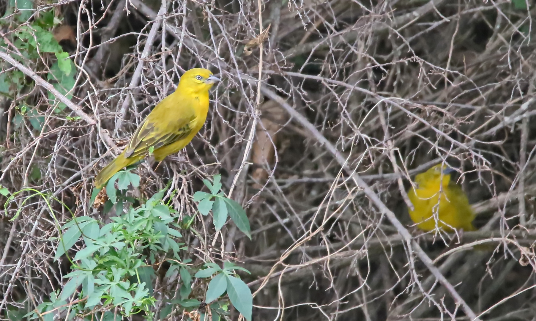 Holub's golden weaver (Ploceus xanthops)