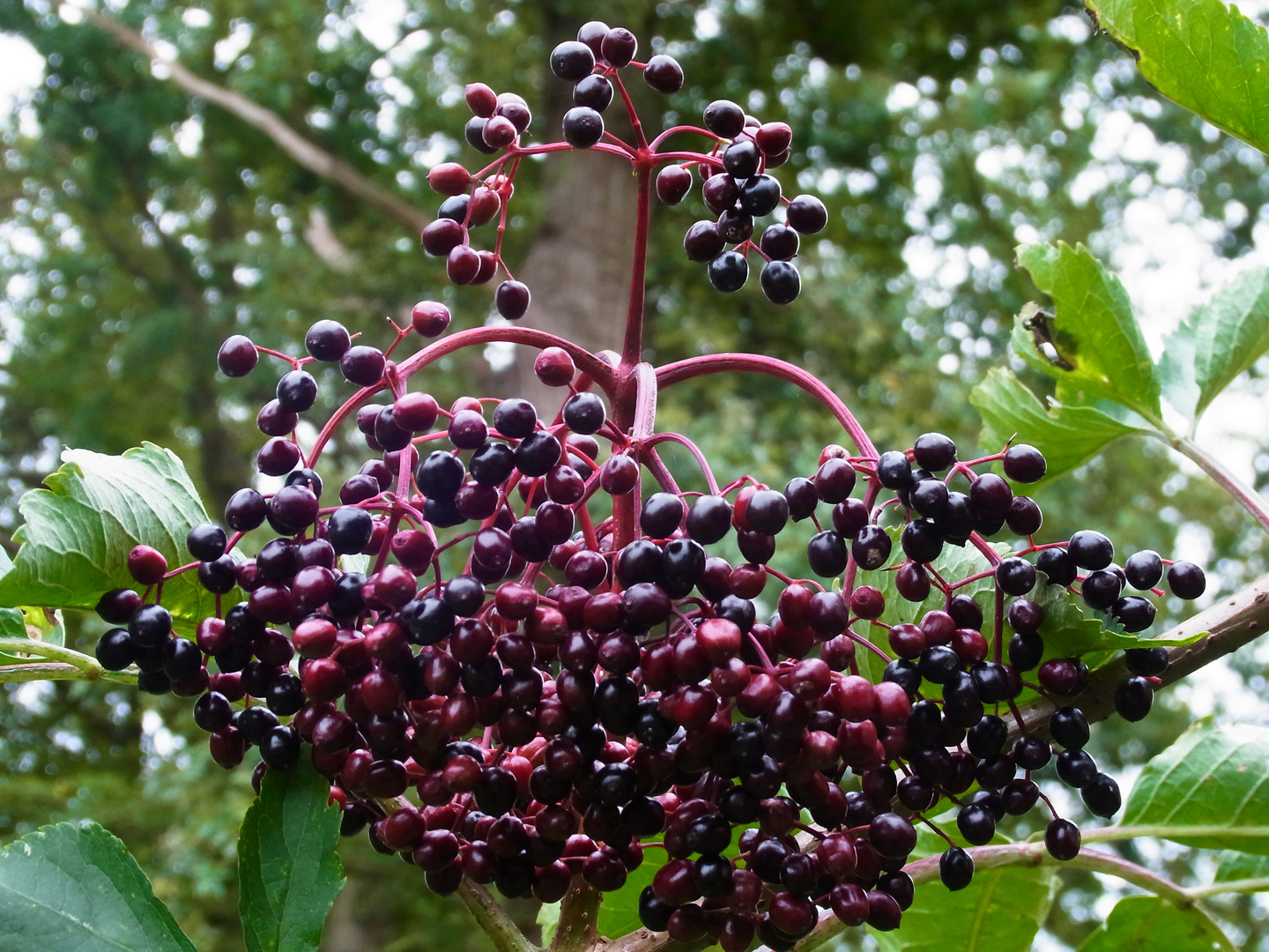 Holunder Foto &amp; Bild | natur Bilder auf fotocommunity