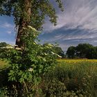 Holunder am Feldrand