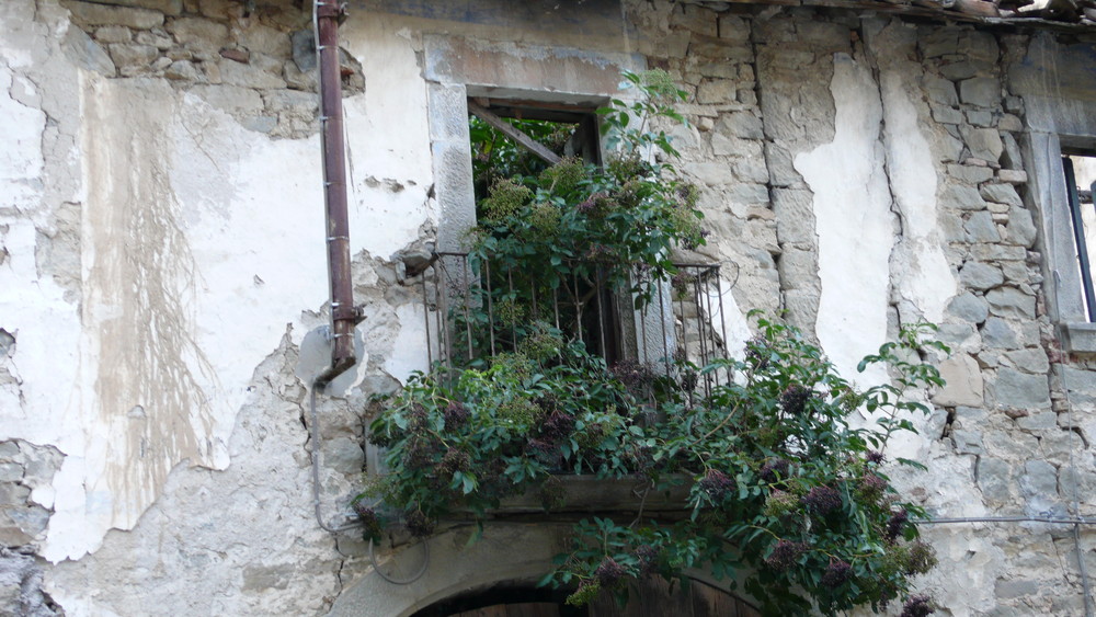 Holunder auf dem Balkon eines verlassenen Hauses in Paladini, Abruzzen