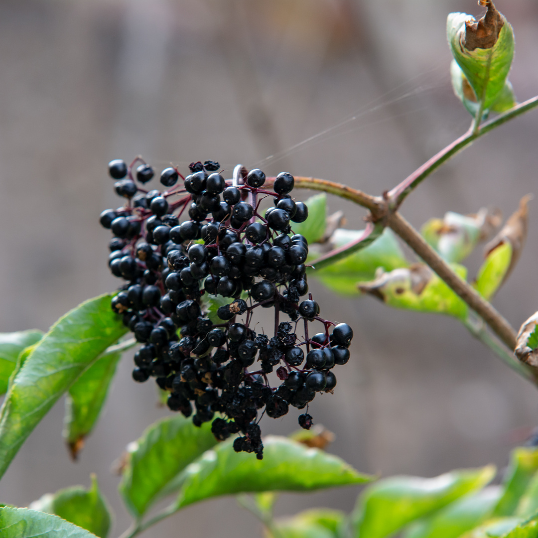 Holunder Foto &amp; Bild | pflanzen, pilze &amp; flechten, früchte und beeren ...