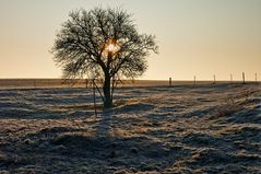 Holunder im Morgenlicht