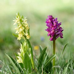 Holunder-Knabenkraut (Dactylorhiza sambucina) 