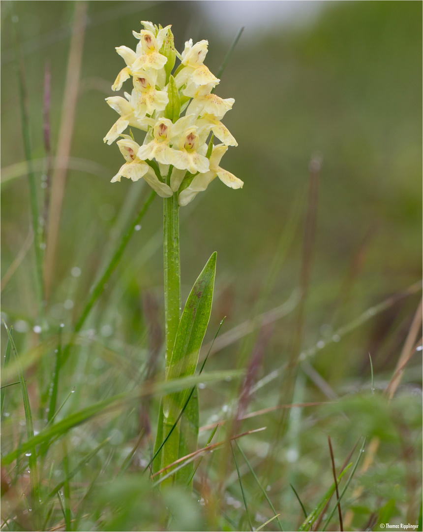 Holunder-Knabenkraut (Dactylorhiza sambucina)