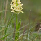 Holunder-Knabenkraut (Dactylorhiza sambucina)