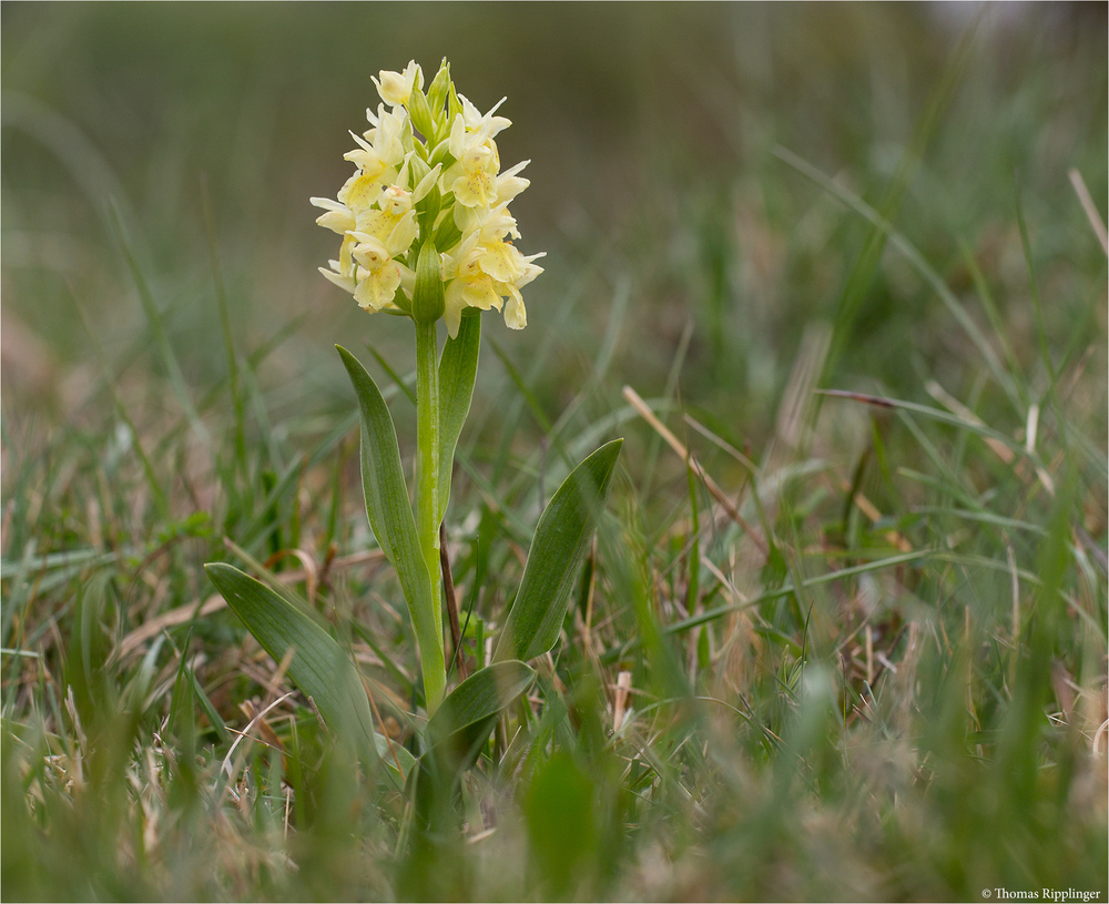 Holunder - Knabenkraut (Dactylorhiza sambucina)