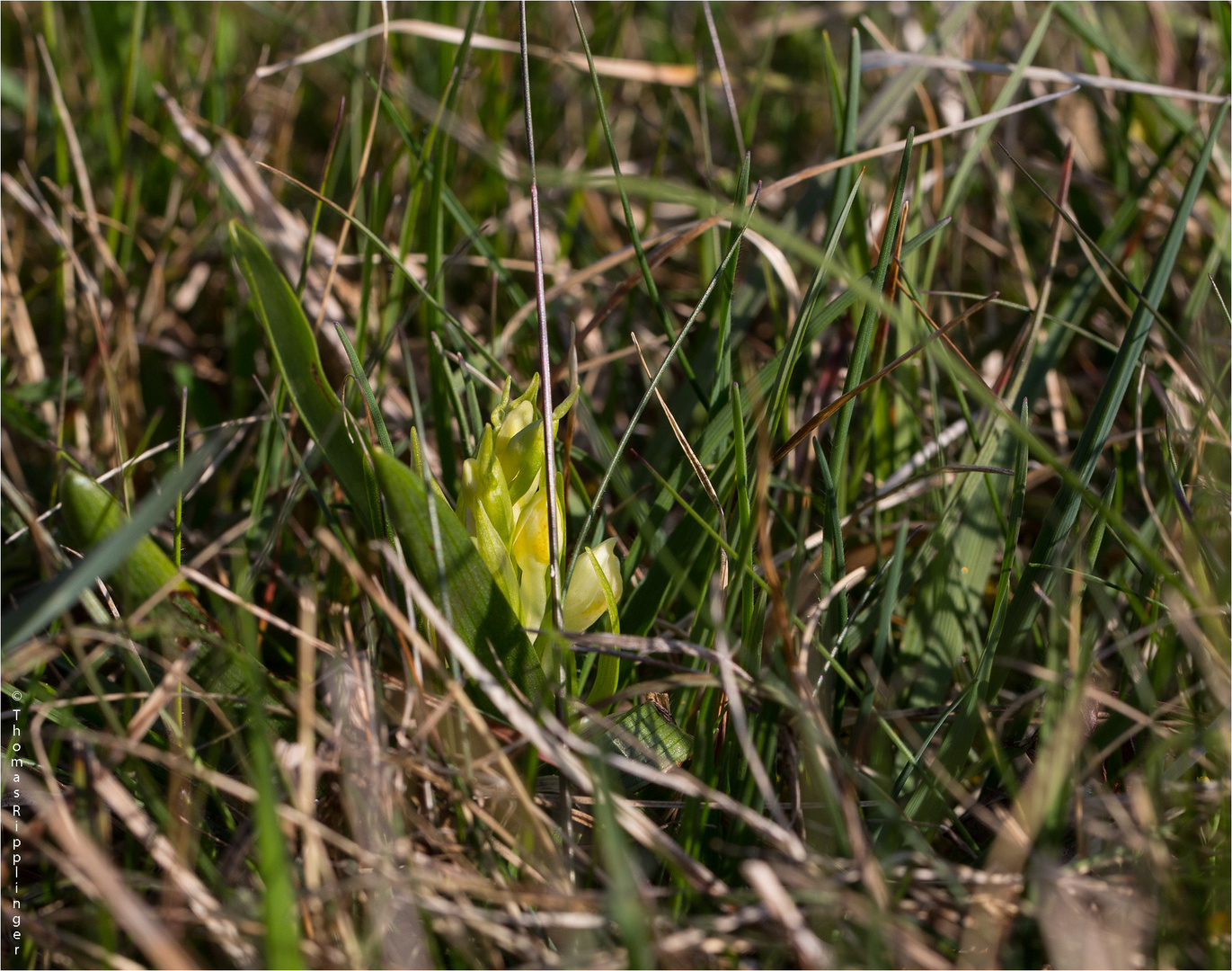 Holunder-Knabenkraut (Dactylorhiza sambucina) .